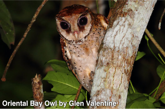 oriental bay owl