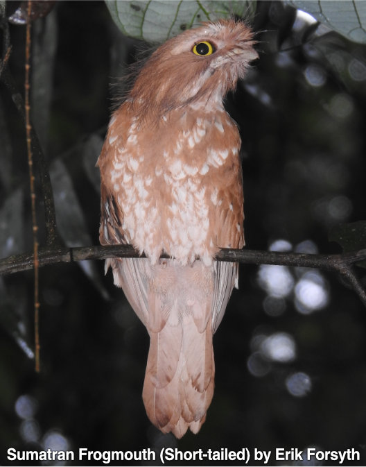 sumatran frogmouth