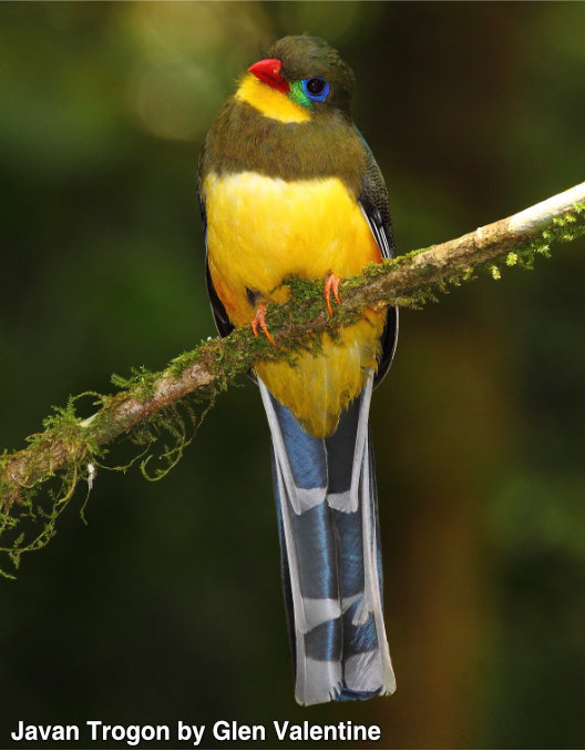 javan trogon