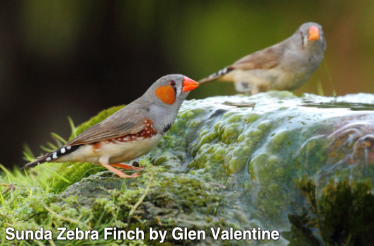 sunda zebra finch