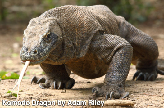 komodovaraan