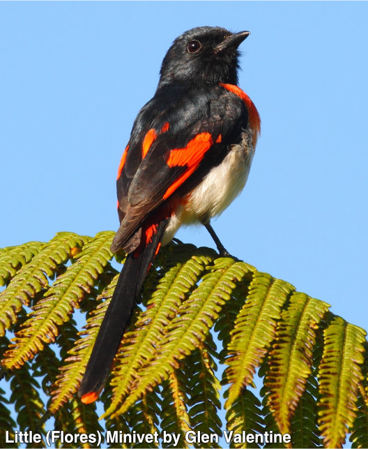 kleine flores minivet