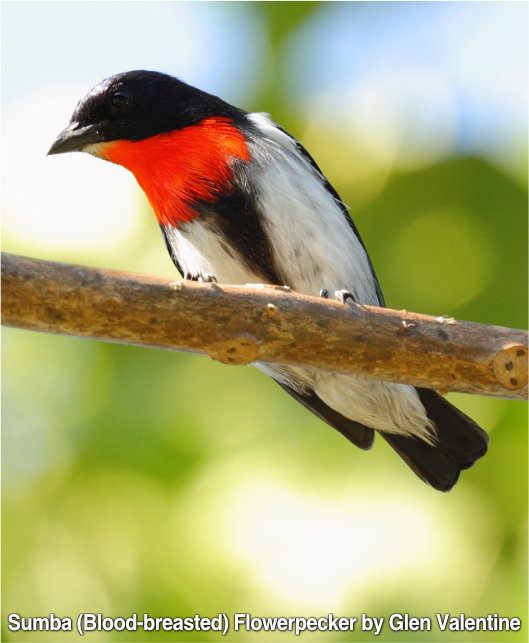 pájaro carpintero de pecho sanguíneo sumba