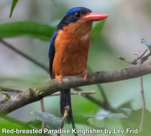 paradijsijsvogel met rode borst