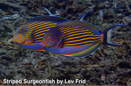 striped surgeonfish