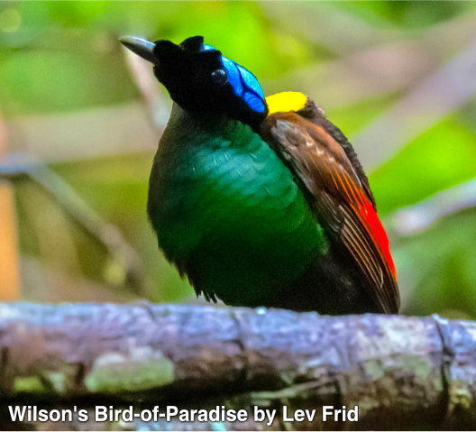 wilson's bird-of-paradise