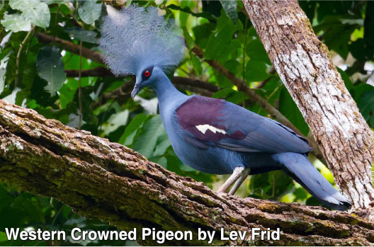western crowned pigeon