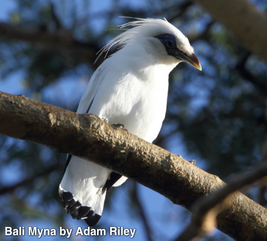 bali myna