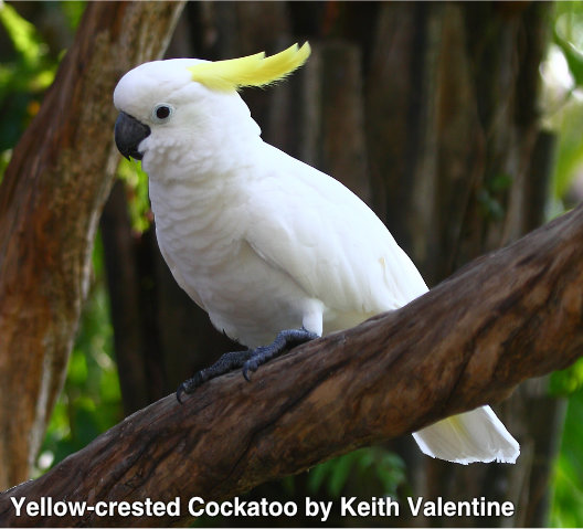 yellow-crested cockatoo