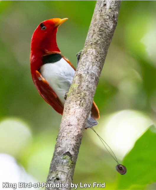 roi oiseau de paradis