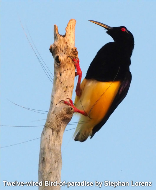 oiseau de paradis à douze fils