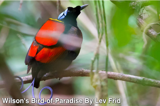 wilson's bird-of-paradise