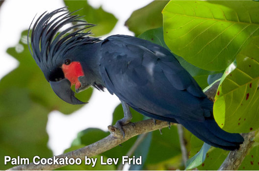 palm cockatoo