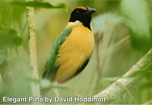 elegant pitta