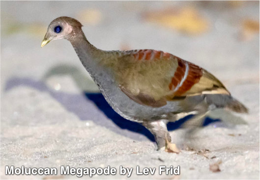 megapodo de las Molucas