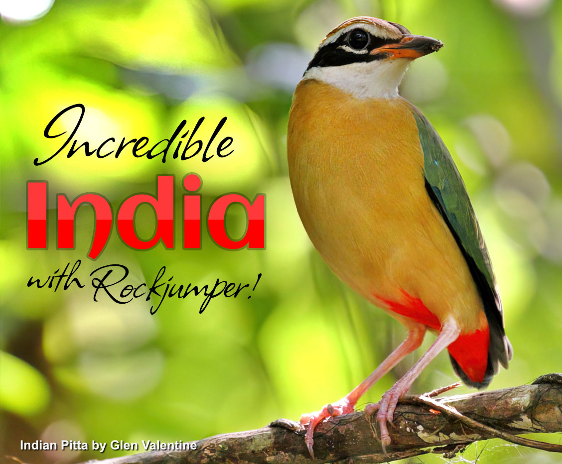 Increíble observación de aves en la India con Rockjumper