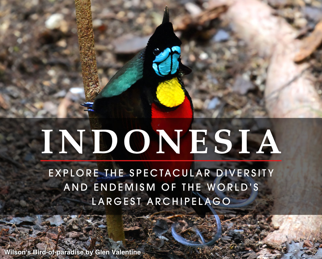 Indonesia Birding: Explore the spectacular diversity and endemism of the world’s largest archipelago