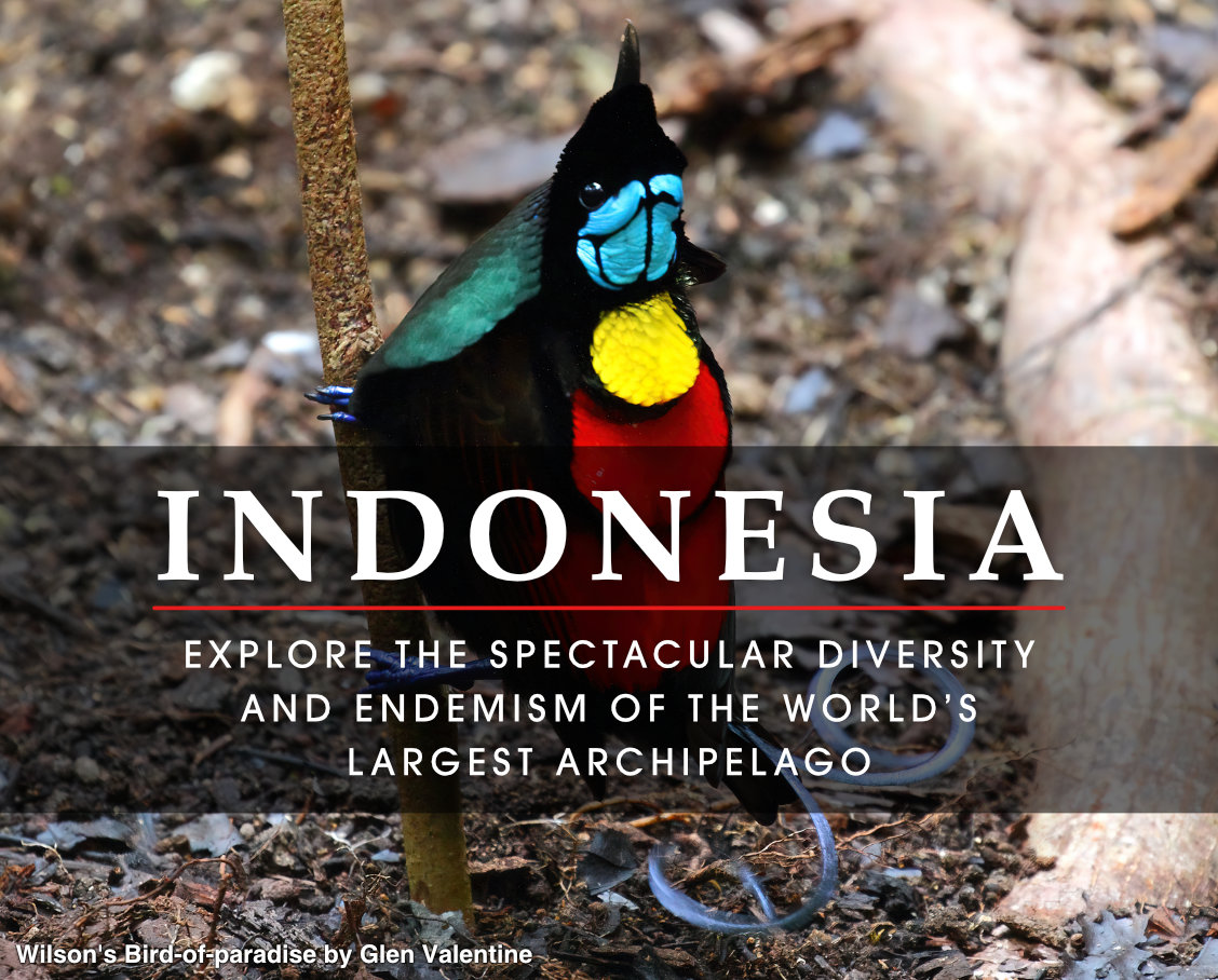 Indonesië Birding: Ontdek de spectaculaire diversiteit en endemisme van &#39;s werelds grootste archipel