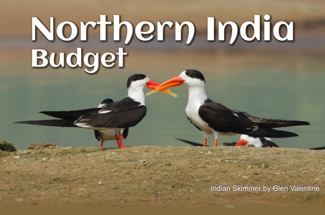 indian skimmer