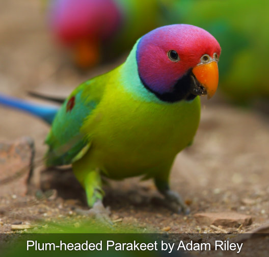 plum-headed parakeet