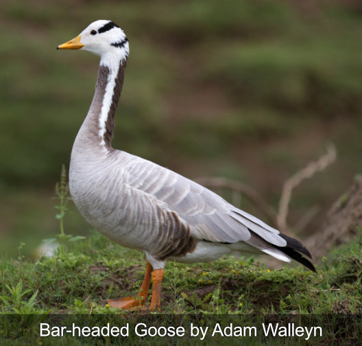 oiseau oie à tête barrée