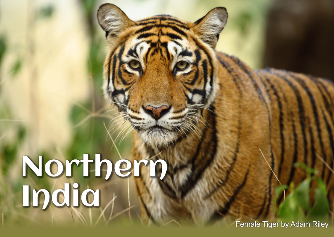 Tigre femelle du nord de l&#39;Inde