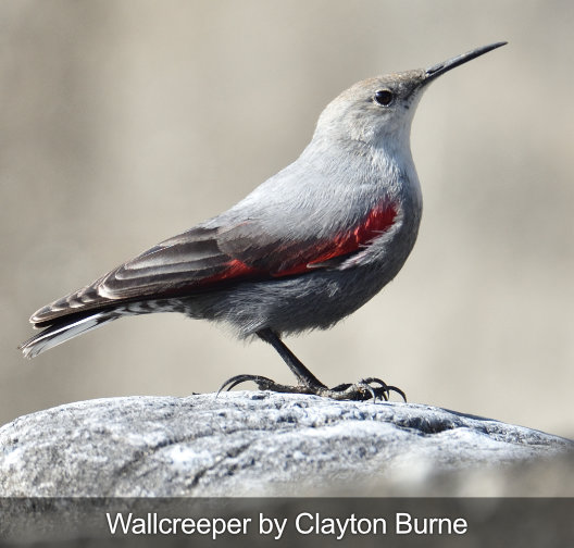 wallcreeper fågel