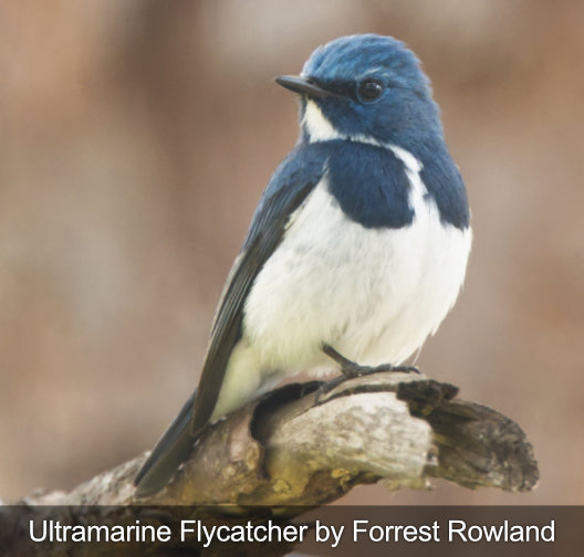 ultramarine flycatcher birding tour photography