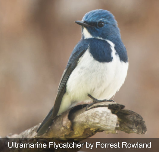 ultramarijn vliegenvanger vogelreisfotografie