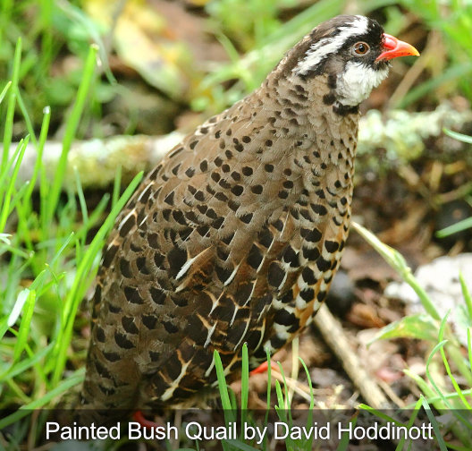 painted bush quail