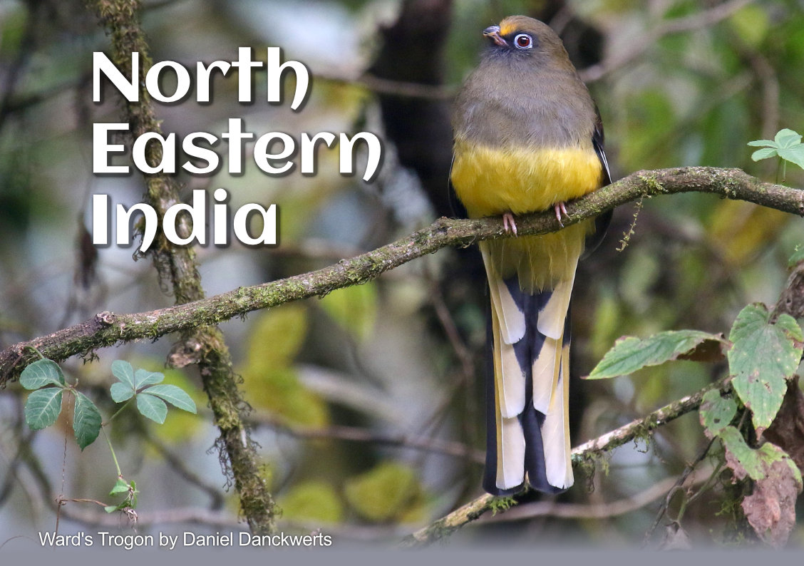 Ward&#39;s trogon vogelreisfotografie