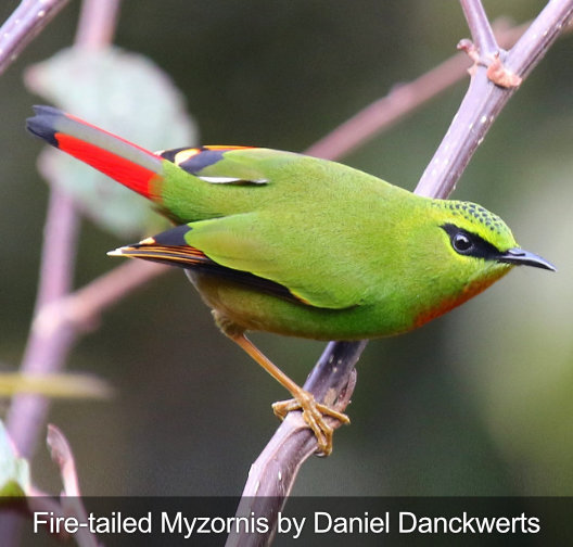 fire-tailed myzornis fågelskådning tur fotografering