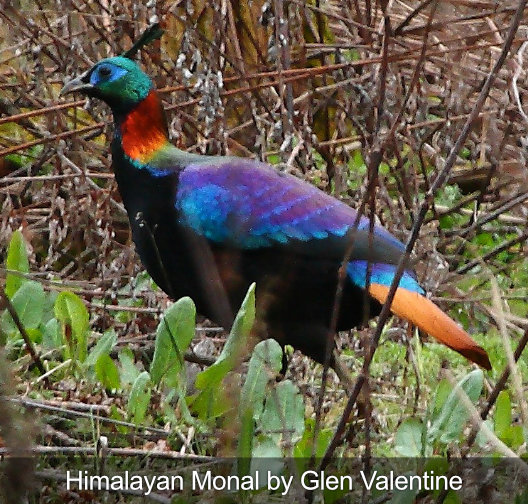 Fotografía del tour de observación de aves del Monal del Himalaya.