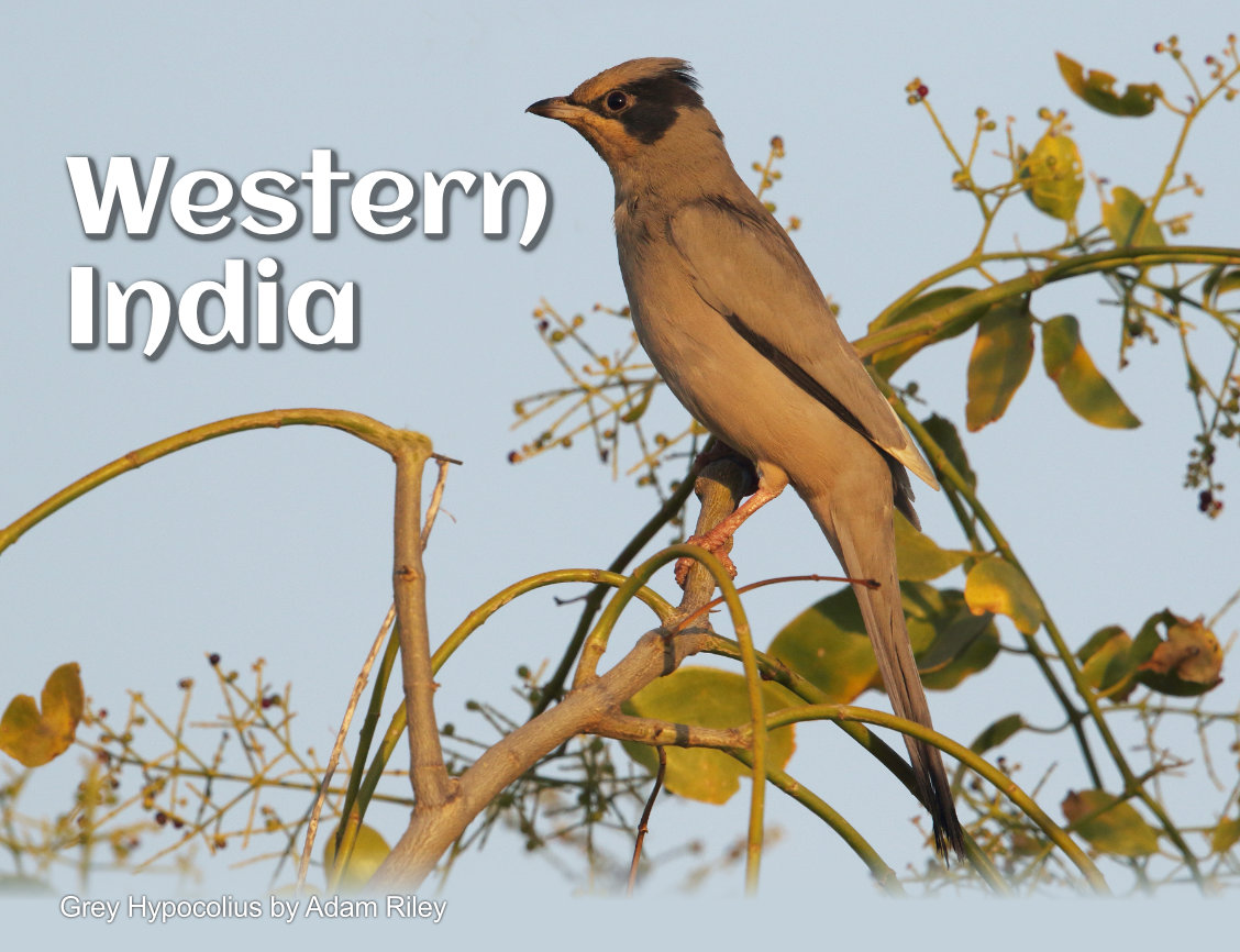 fotografía del tour de observación de aves hipocolius gris