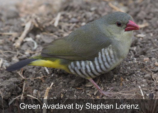 fotografía del recorrido de observación de aves de avadavat verde