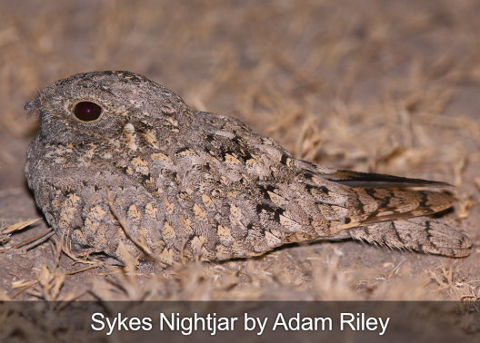 sykes nightjar birding tour photography