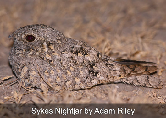 Fotografía del tour de observación de aves del chotacabras de Sykes.