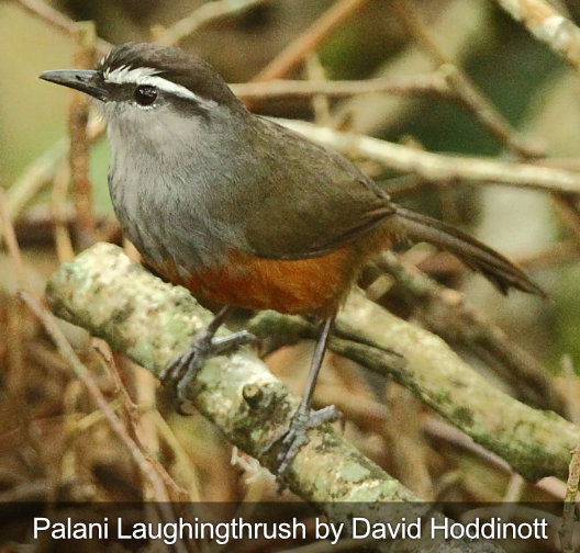 palani laughing thrush bird