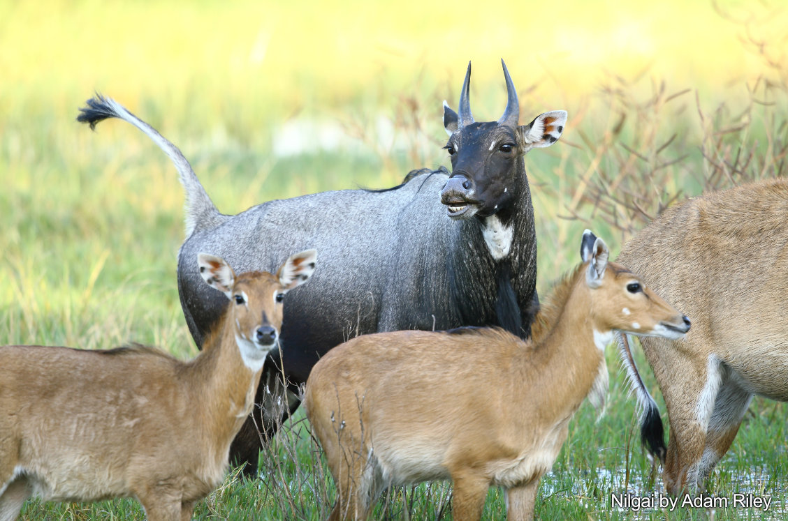 mâle nilgai