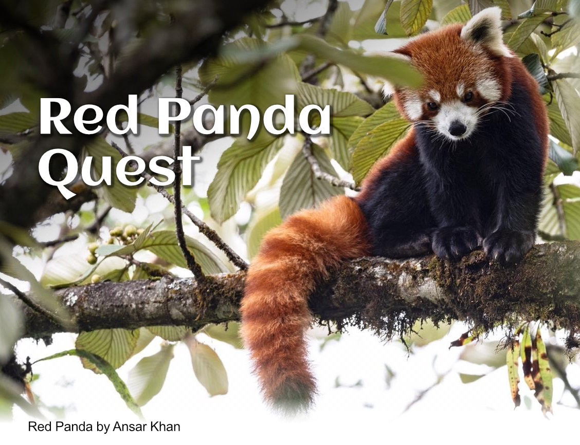 red panda tour
