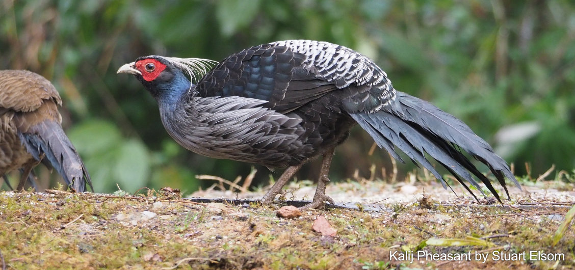 カリジキジ野鳥観察ツアー