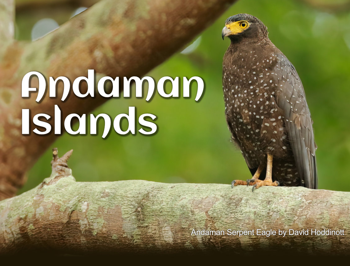 andaman serpent eagle