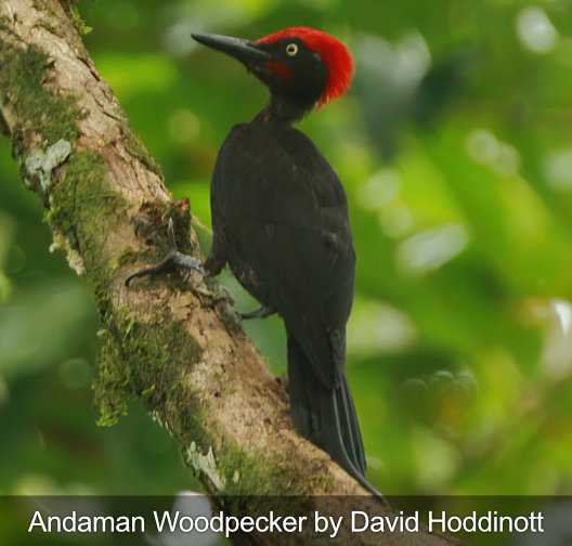 pájaro carpintero de andamán