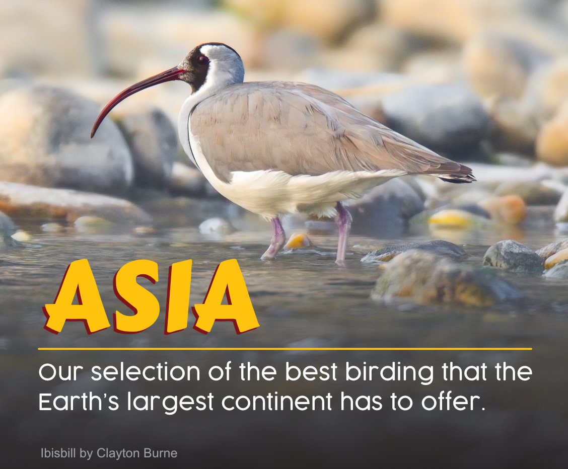 Observación de aves en Asia