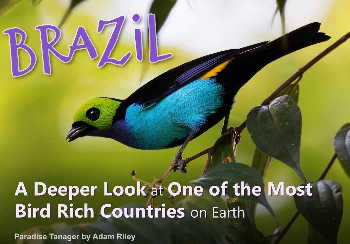 Brazil: A Deeper Look