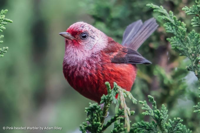 bird watching tours jamaica