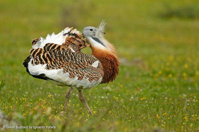 birding wildlife tours