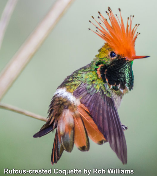 ecuador hummingbird tours