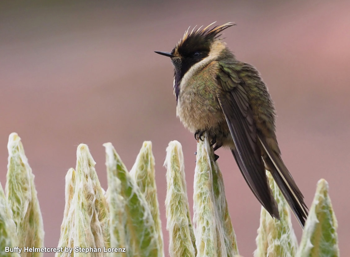 ecuador hummingbird tours