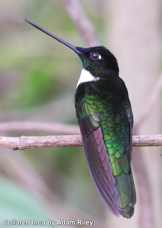 ecuador hummingbird tours